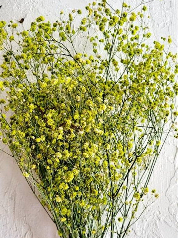 Yellow Baby Breath One Stick