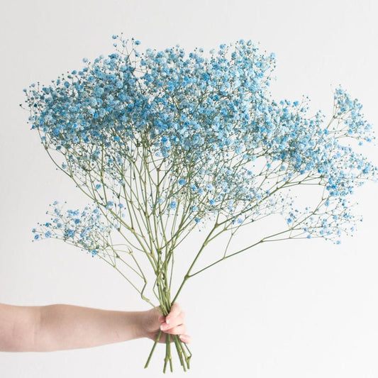 Light Blue Baby Breath One Stick