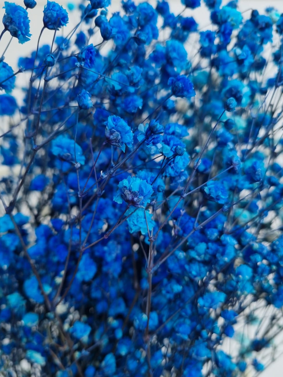Dark Blue Baby Breath One Stick