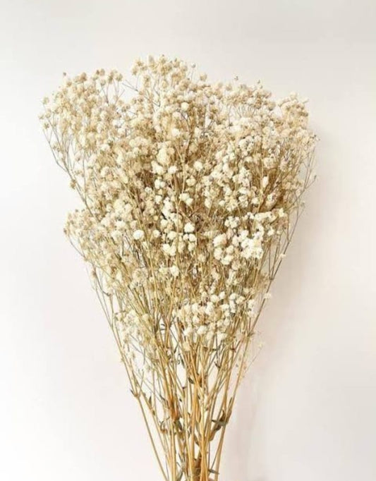White Imported Dried Baby Breath Big Bunch
