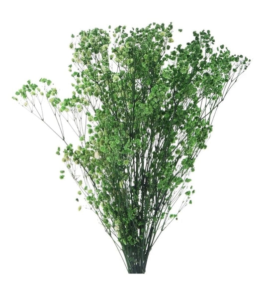 Green Imported Dried Baby Breath Big Bunch